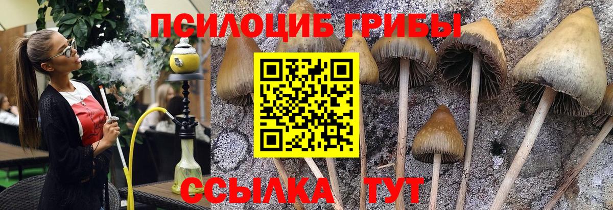 Избербаш  Псилоцибиновые грибы мухоморы  Псилоцибиновые грибы мицелий  Вход с VPN 